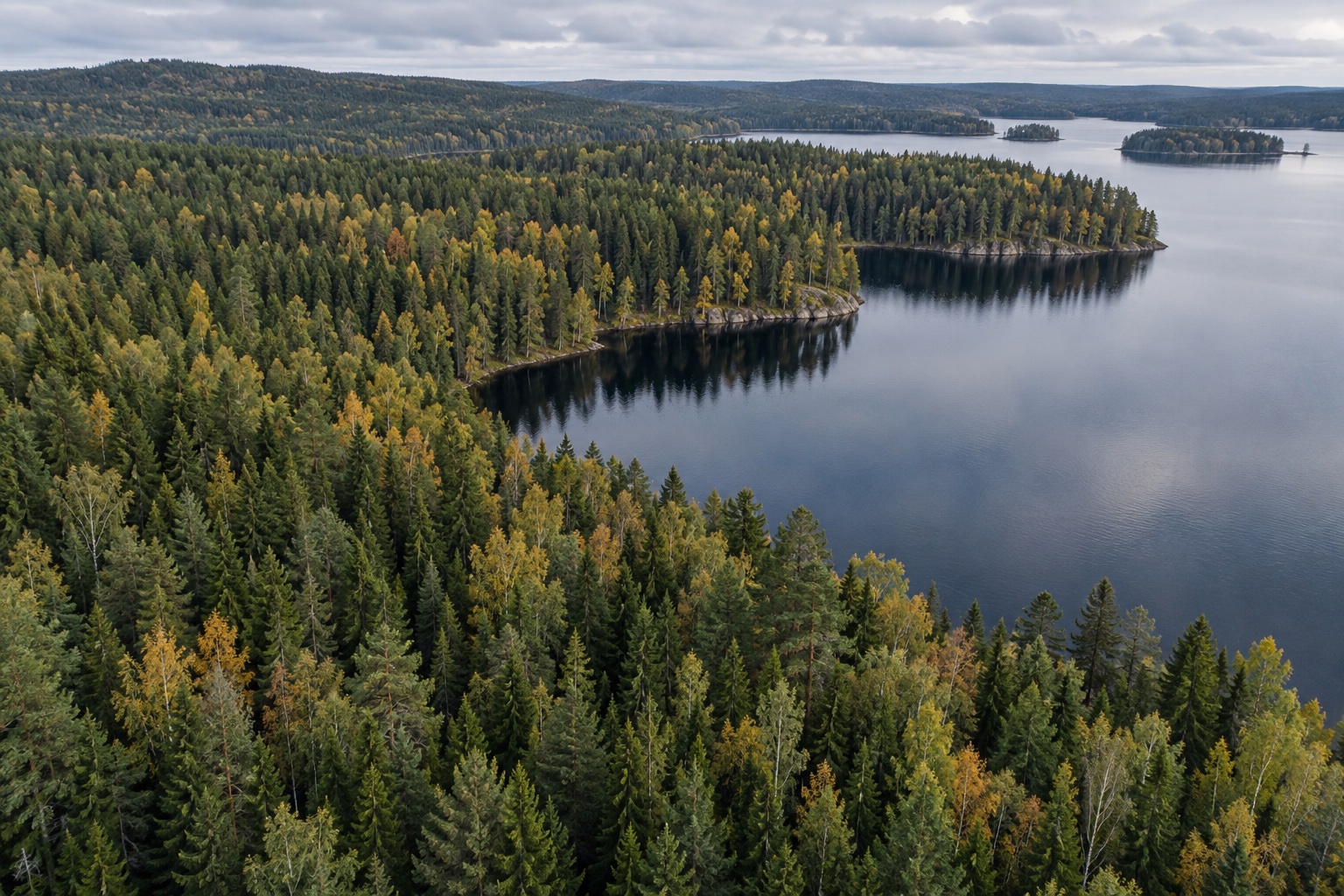 En tät nordisk barrskog sedd ovanifrån vid en sjö